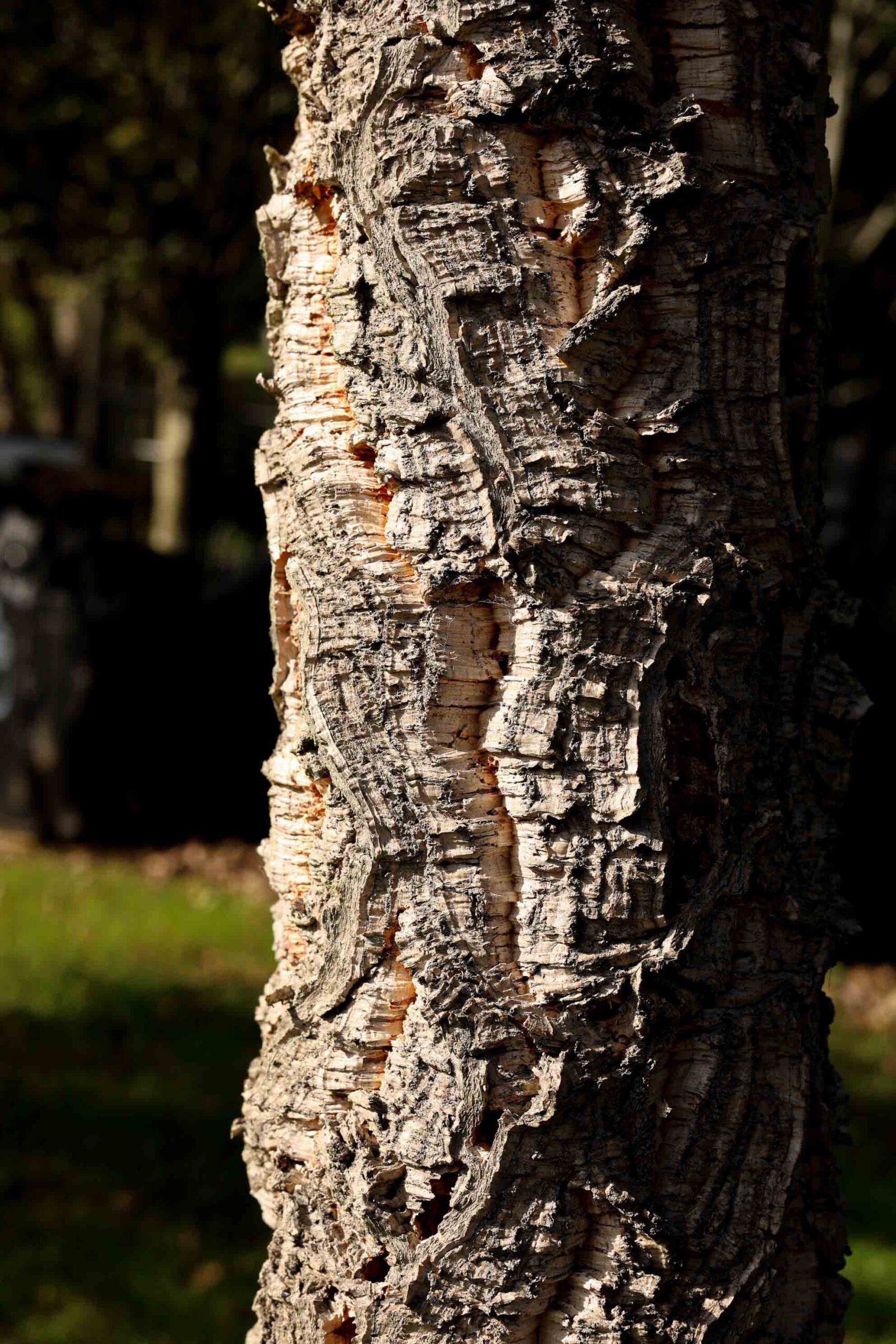 Quercus suber - Cork Oak bark