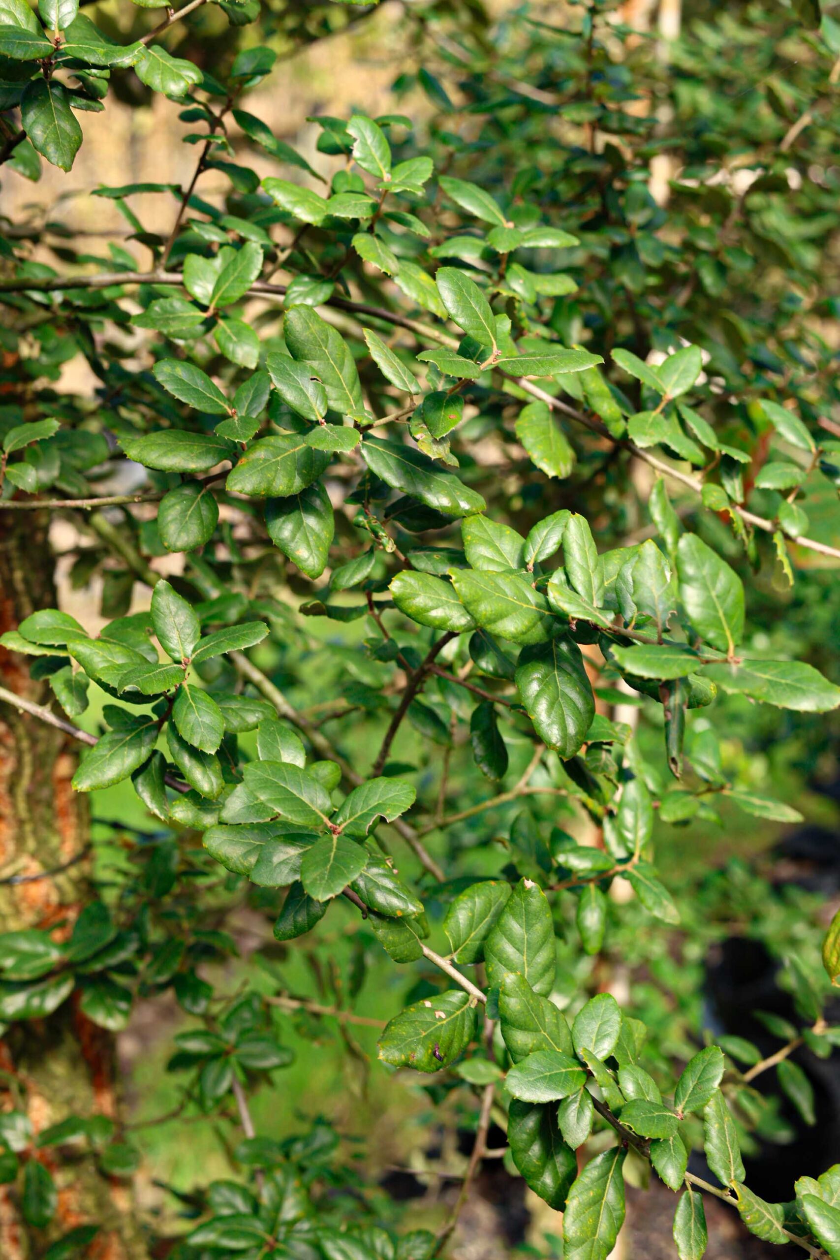 Quercus suber - Cork Oak green leaves