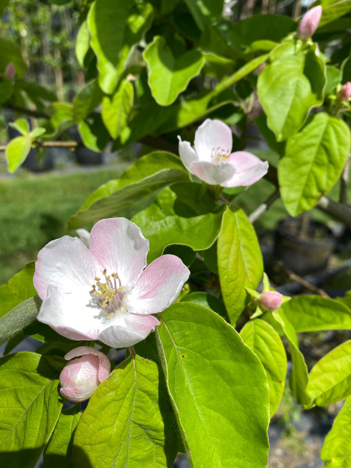 Quince 'Smyrna' - Quince white blushed pink flower in spring