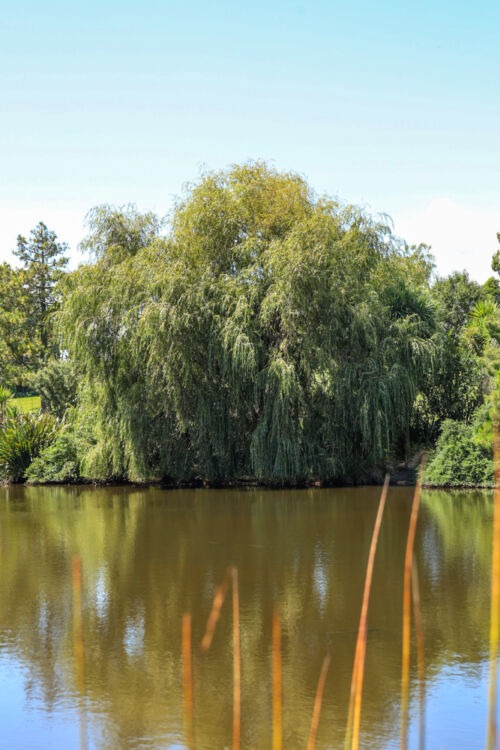 Salix babylonica - Weeping Willow tree beside a lake in Auckland Botanical Gardens