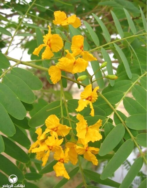 Tipuana tipu - Rosewood or Pride of Bolivia yellow and orange flowers in spring