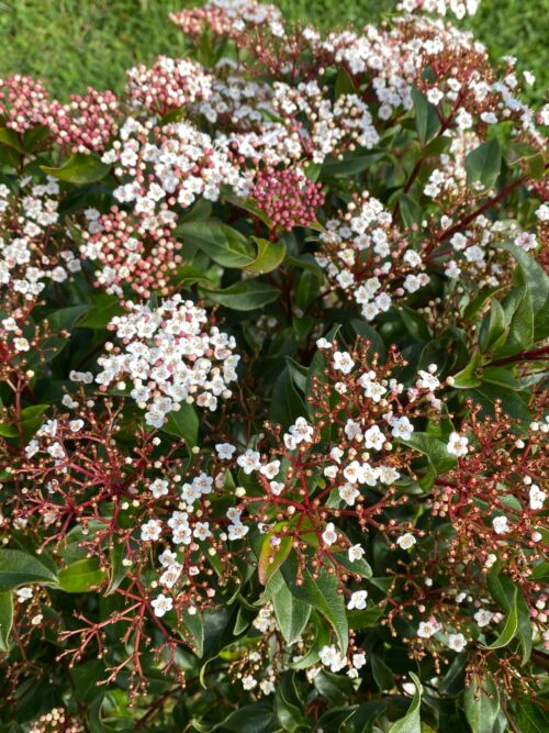 Viburnum tinus ‘Eve Price’ small white flowers