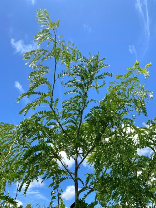 Gleditsia triacanthos ‘Skyline’ - Honey Locust branches and green foliage in summer