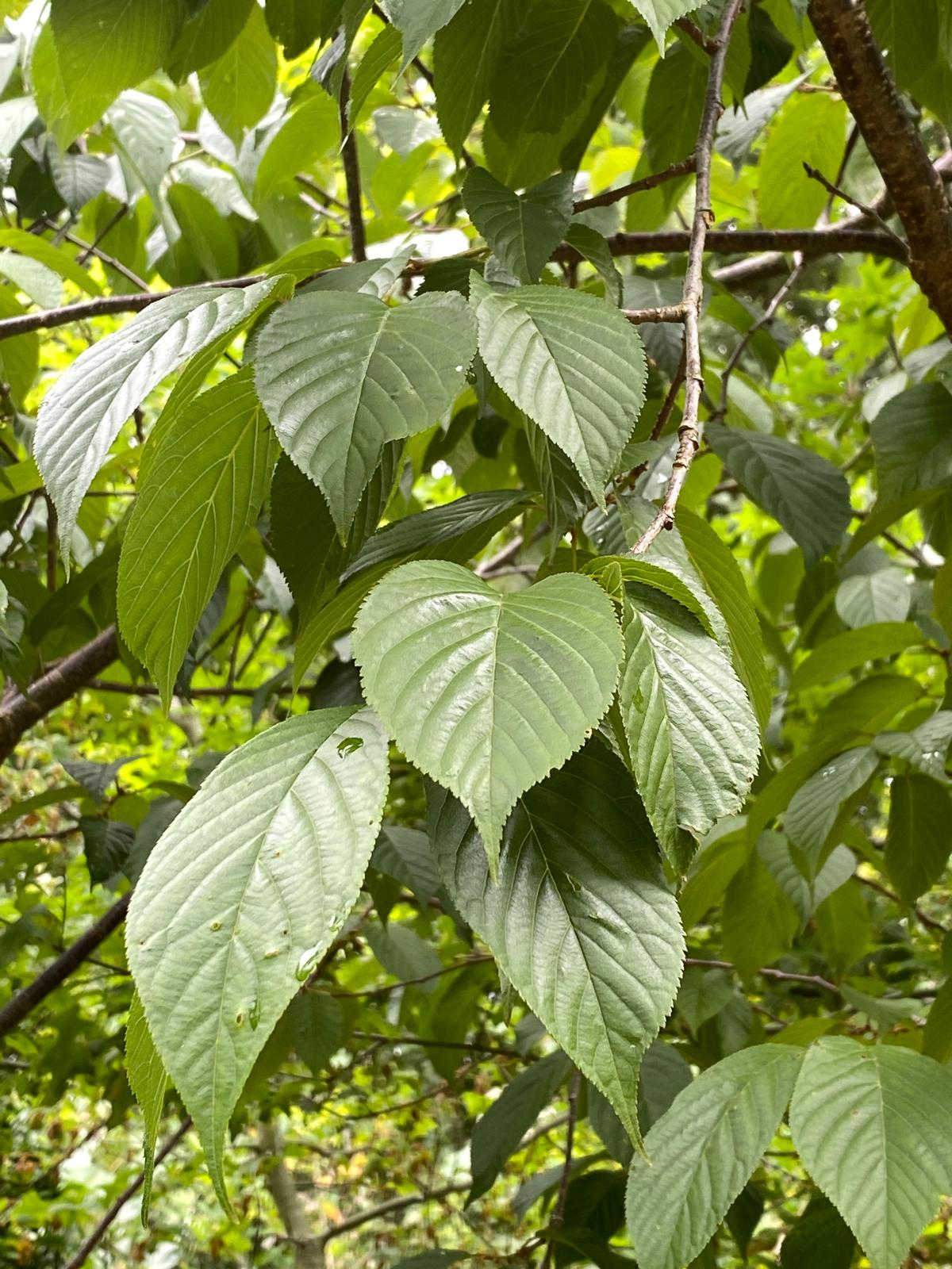 Prunus Campanulata ‘Pink cloud’ - Taiwan Cherry Variety green summer foliage