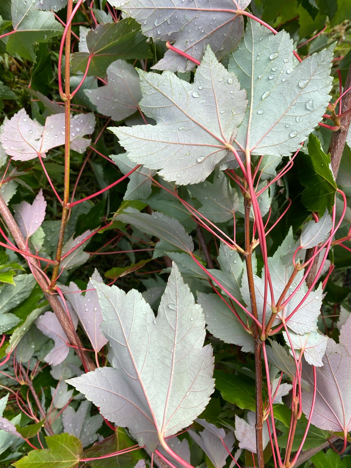 Acer freemanii ‘Autumn Blaze’ - Freeman Maple grey back of leaf