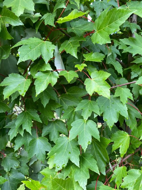 Acer freemanii ‘Autumn Blaze’ - Freeman Maple summer green foliage