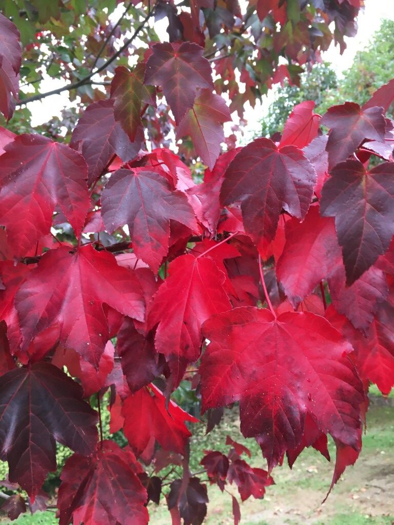 Acer freemanii ‘Autumn Blaze’ - Freeman Maple autumn red foliage