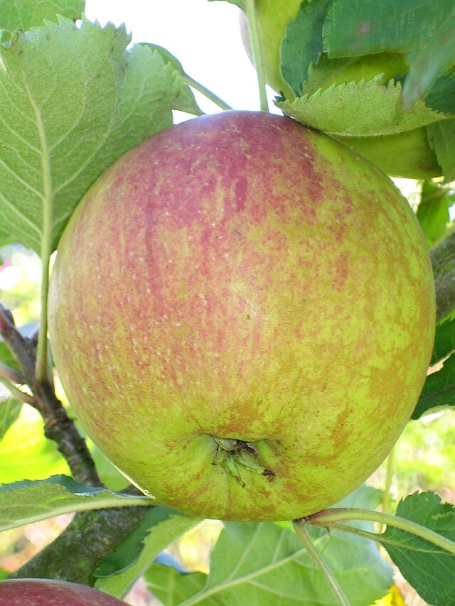 Apple 'Cox’s Orange' fruit