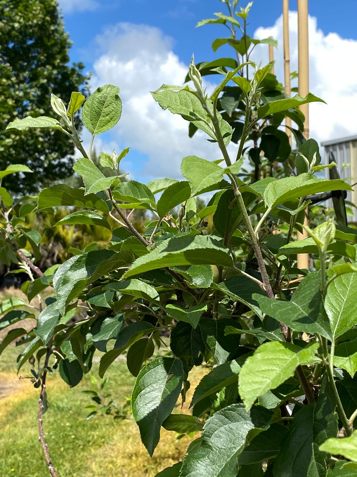 Apple 'Fuji' green summer leaf