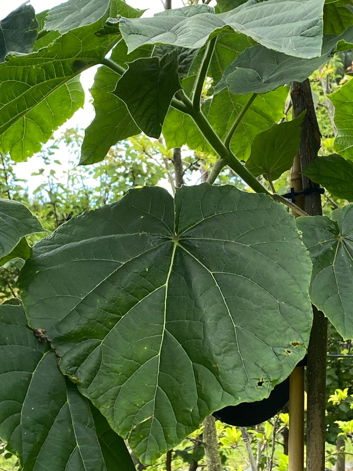 Paulownia tormentosa 'Princess Tree' large green summer leaf