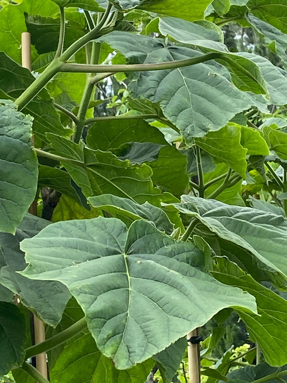 Paulownia tormentosa 'Princess Tree' summer large green leaf