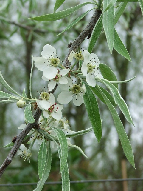 Pyrus salicifolia "Pendula" - Weeping Silver Pear white spring flowers and foliage
