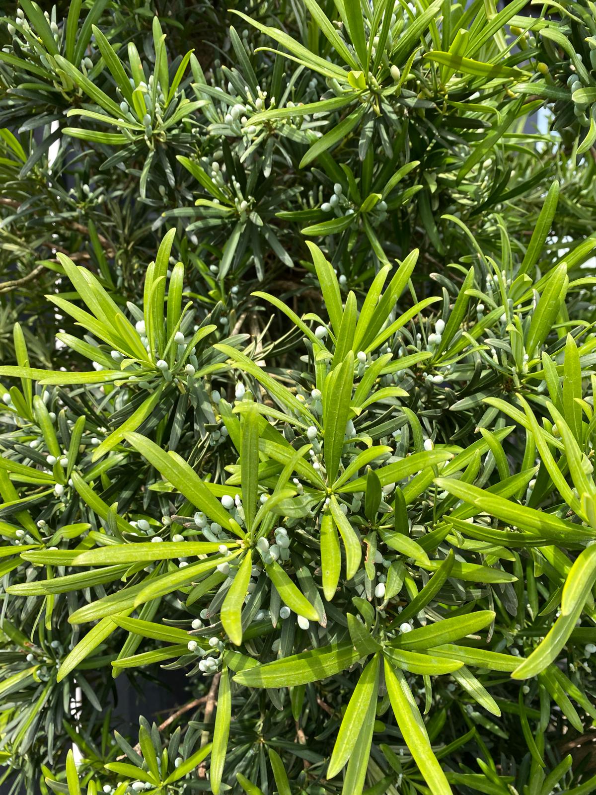 Podocarpus macrophyllus – Japanese Yew Pine rich green longt foliage and small fruits
