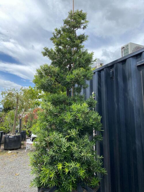 Podocarpus macrophyllus – Japanese Yew Pine small tree in a carpark area