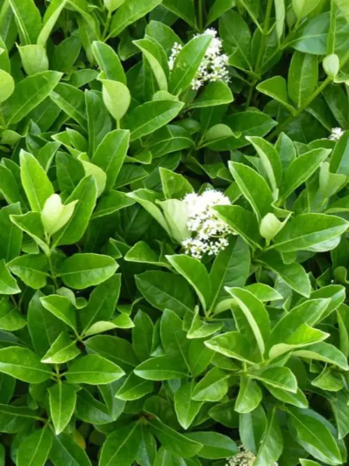 Viburnum odoratissimum 'Dense Fence' foliage and flowers
