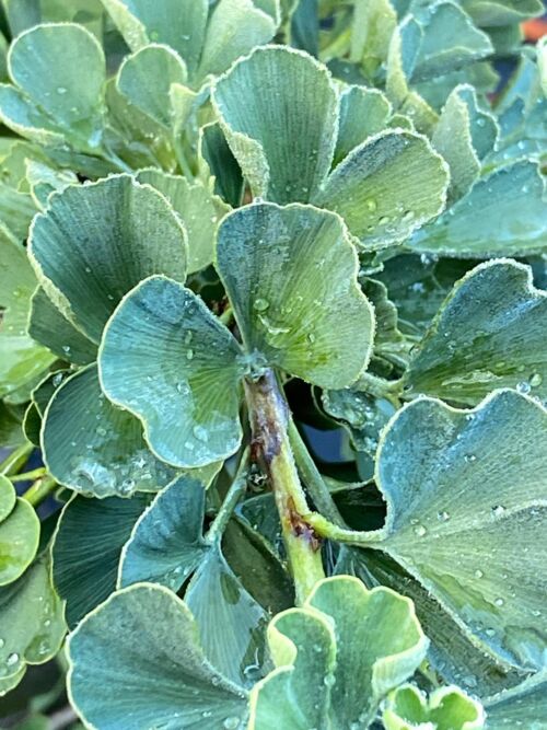 Ginkgo biloba 'Jade Butterflies'- Dwarf Maidenhair Tree jade green summer foliage