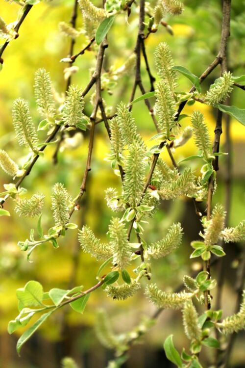 Salix caprea 'Kilmarnock' fluffy white and yellow catkins
