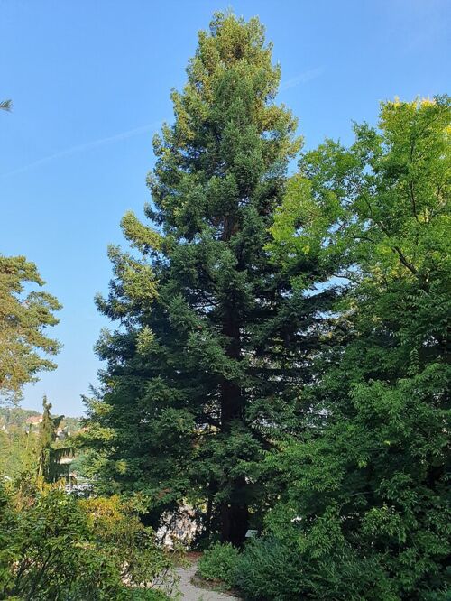 Sequoia sempervirens - Californian Redwood tree