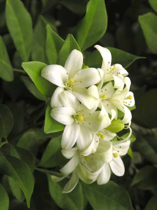 Murraya paniculata - Orange Jessamine white fragrant flower