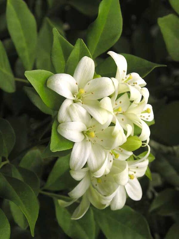 Murraya paniculata - Orange Jessamine white fragrant flower