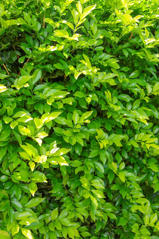 Murraya paniculata - Orange Jessamine small green pinnate foliage