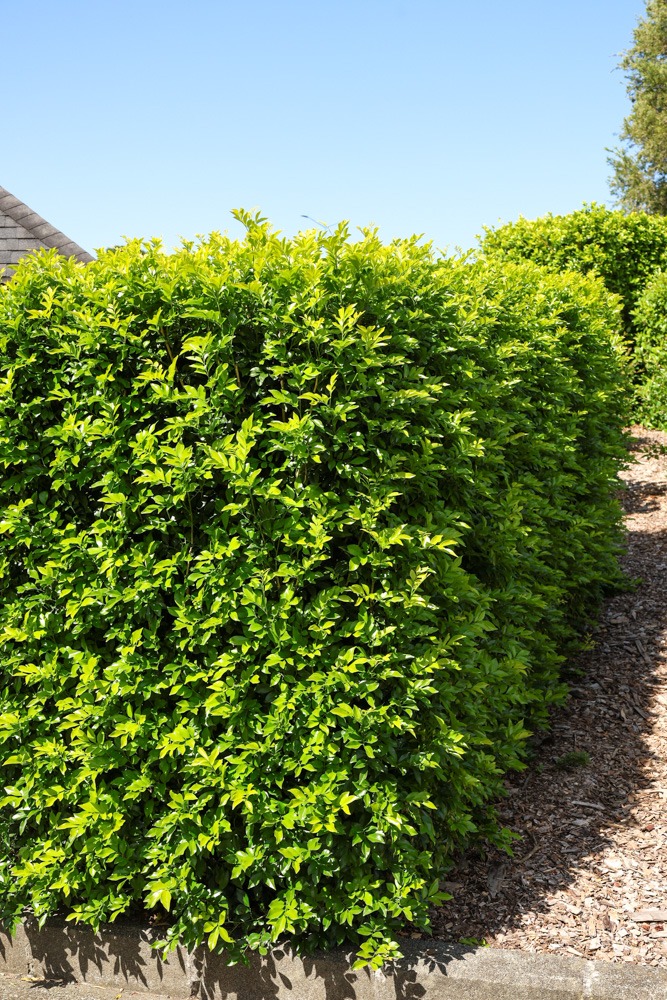 Murraya paniculata - Orange Jessamine, small green hedge