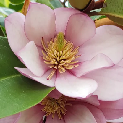 Michelia fairy blush lilac pink flower