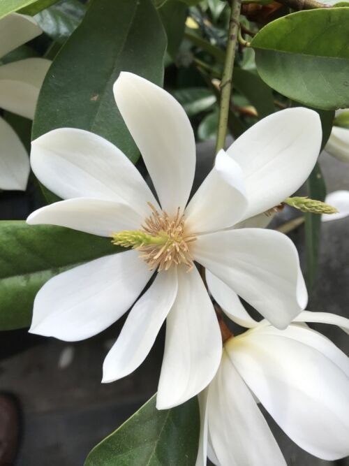 Michelia ‘Fairy White’ fragrant white flower