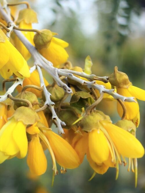 Sophora chathamica 'Milligold' - Weeping Kowhai; yellow flowers